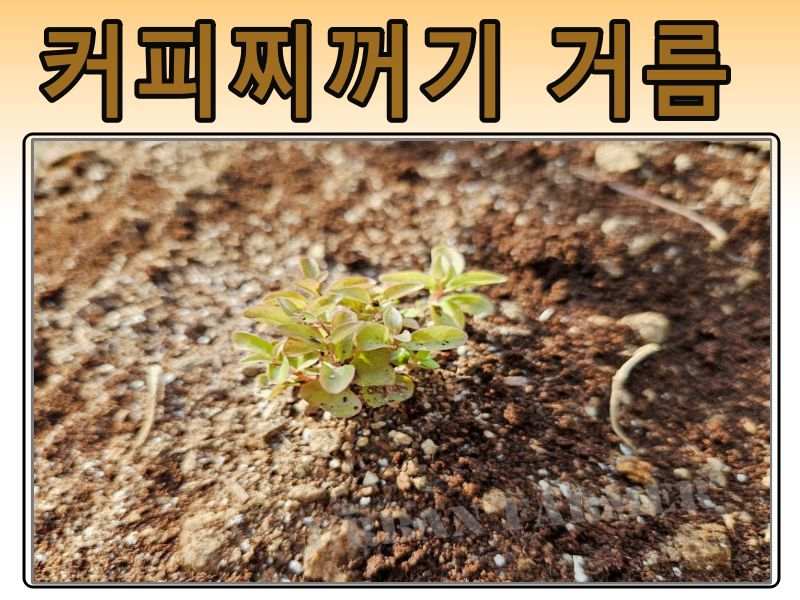 커피 찌꺼기 활용 텃밭 커피찌꺼기 거름 벌레 퇴치 성공 - 도시농부