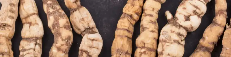 갱년기를 위한 하수오 효능, 하수오 담금주 - 도시농부