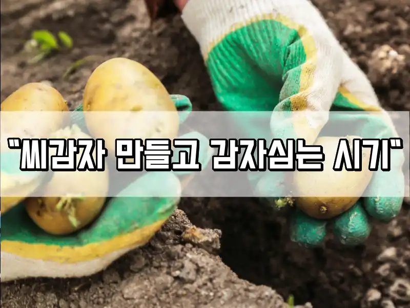 감자심는시기 심는 방법, 씨감자 자르기부터 - 도시농부