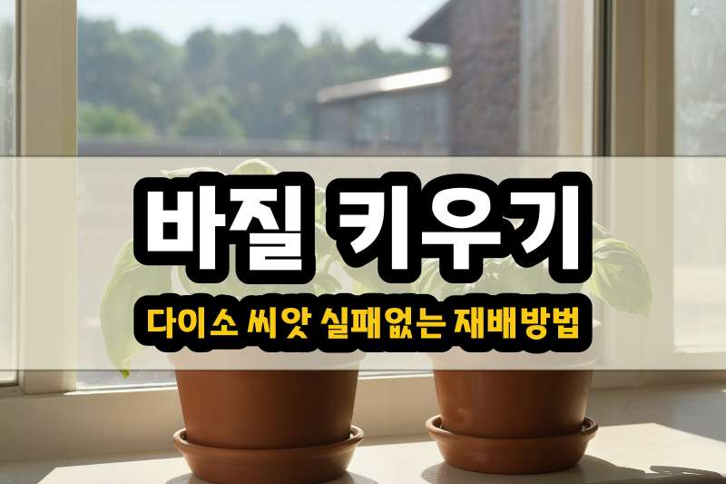 바질 키우기 다이소 씨앗으로 실패 제로 - 도시농부