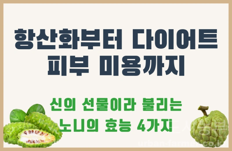 노니 효능01 노니 효능