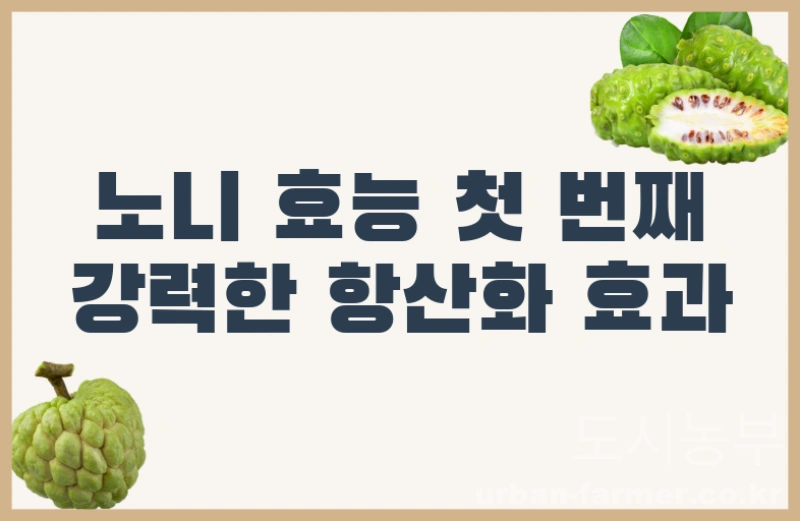 노니 효능02 노니 효능