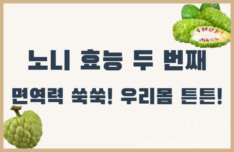 노니 효능03 노니 효능