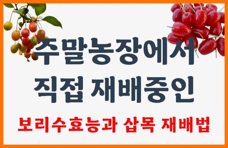 보리수 효능01
