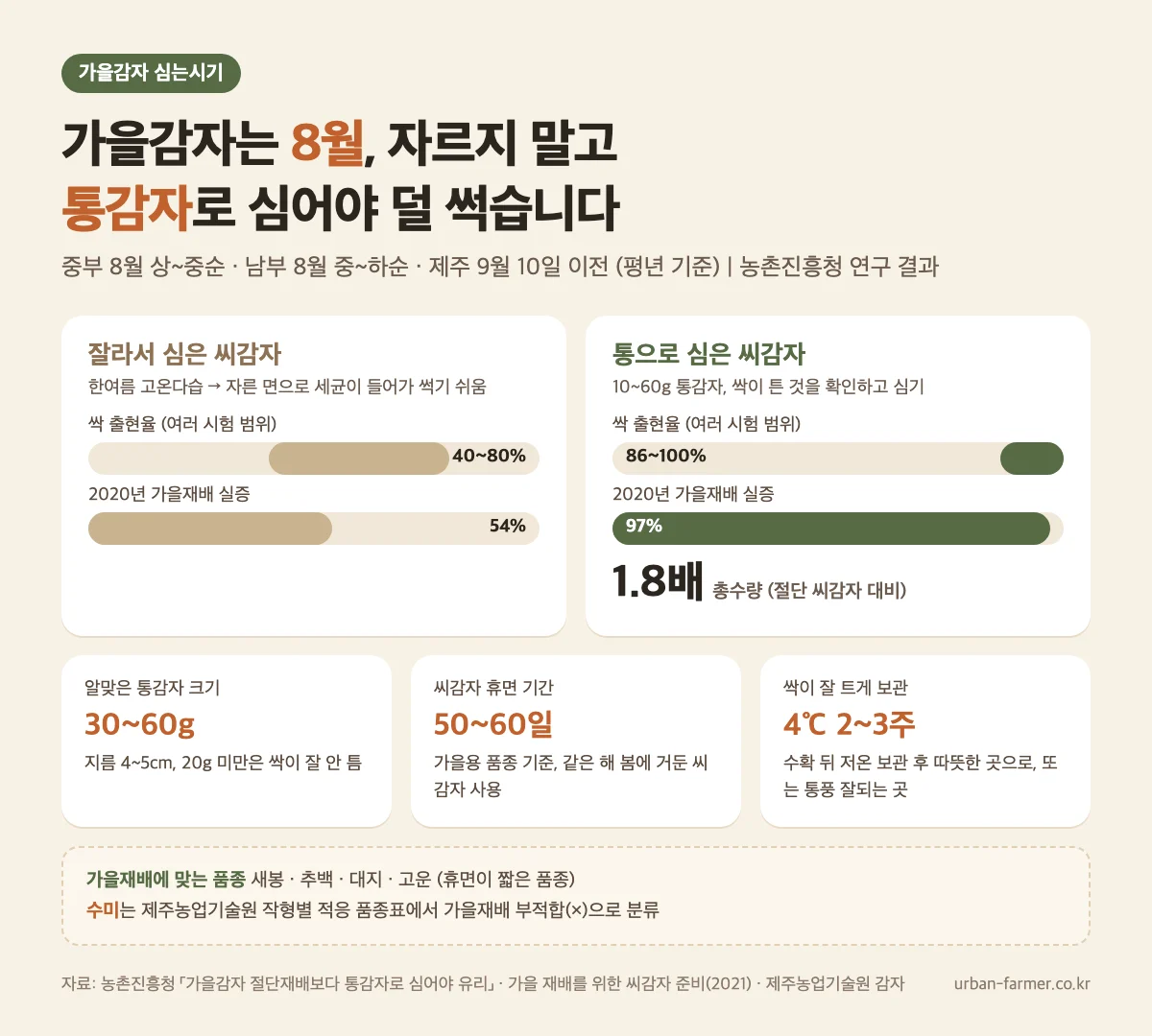 가을감자 통감자 심기 가을감자 심는시기 8월, 통감자 심기 - 자른 씨감자와 통 씨감자 싹 출현율 비교