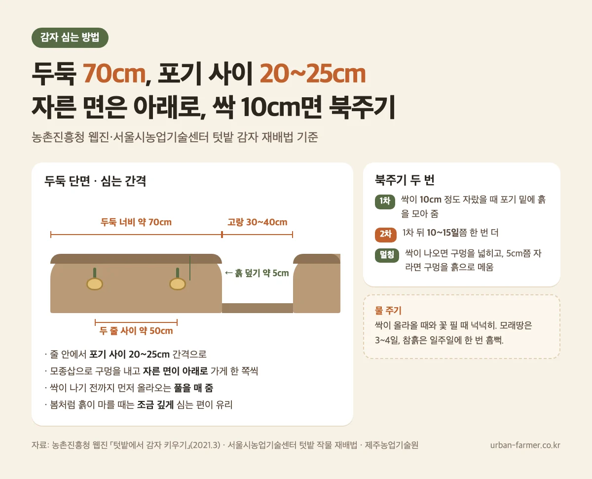 감자 심는 간격·깊이와 북주기 감자 심는 간격과 깊이 - 두둑 70cm, 포기 사이 20~25cm, 자른 면 아래로, 싹 10cm에 북주기