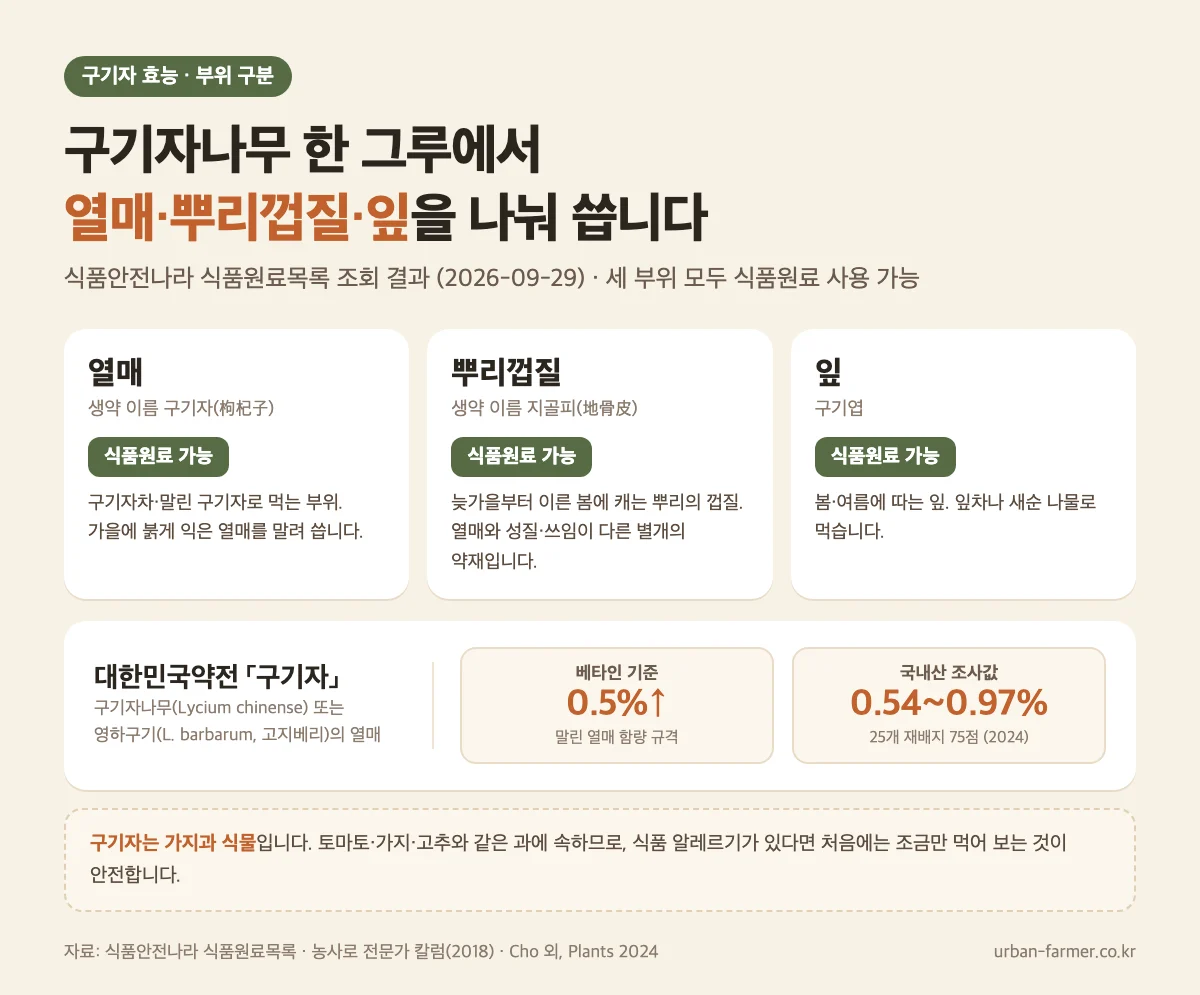 구기자 효능 부위 구분 - 열매(구기자), 뿌리껍질(지골피), 잎(구기엽) 식품원료 사용 가능, 베타인 0.5% 이상
