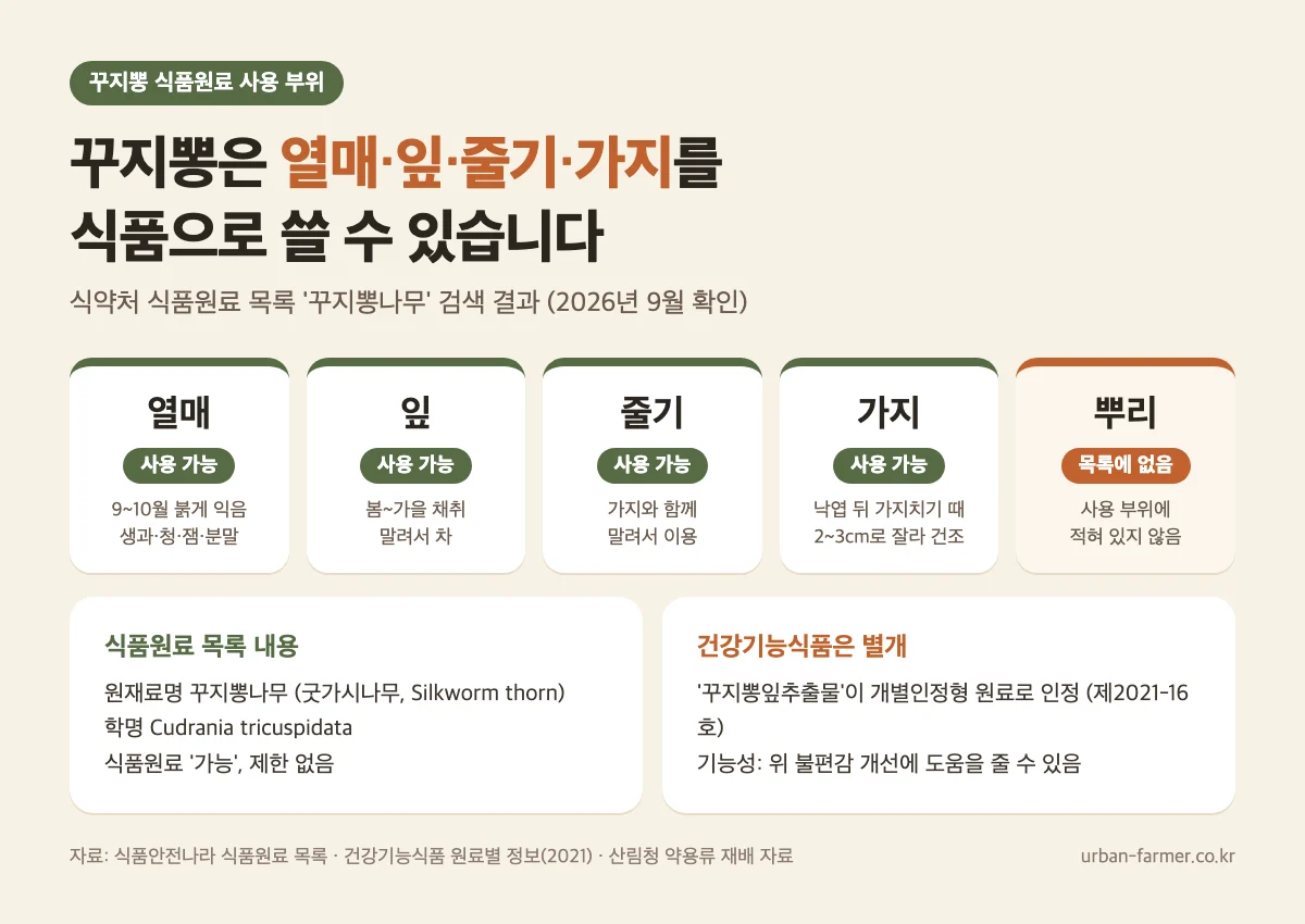 꾸지뽕 효능 알기 전 식품원료 사용 부위 - 열매·잎·줄기·가지 사용 가능, 뿌리는 목록에 없음