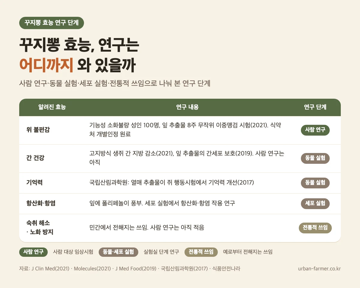 꾸지뽕 효능 연구 근거 수준 - 위 불편감 사람 연구, 간 건강·기억력 동물·세포 실험