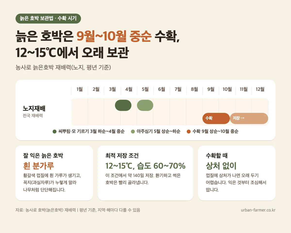 늙은 호박 수확 시기와 보관법 - 9월 상순~10월 중순 수확, 12~15℃ 습도 60~70% 저장