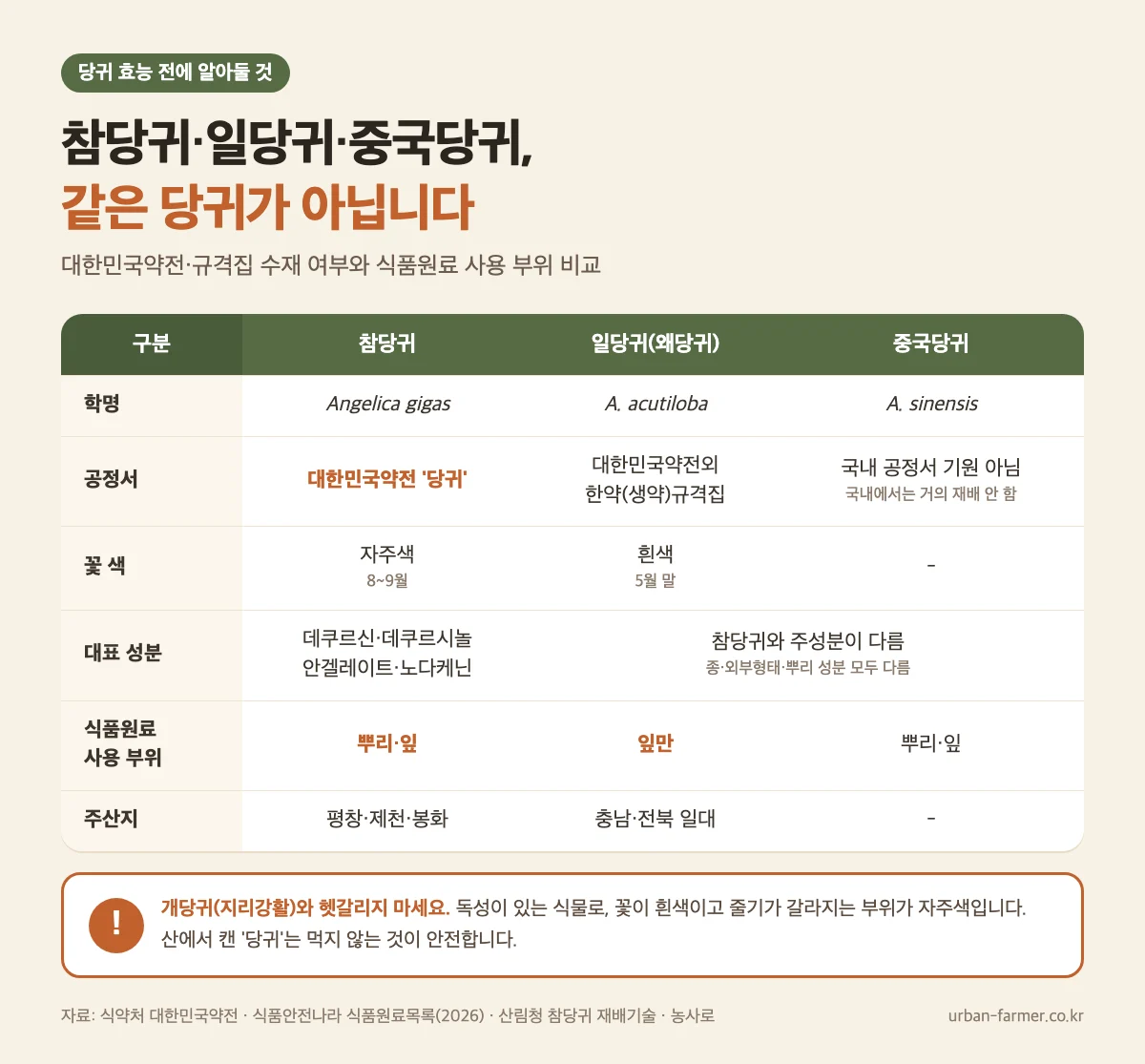 당귀 효능 전에 알아둘 참당귀 일당귀 중국당귀 차이 - 공정서, 꽃 색, 식품원료 사용 부위 비교