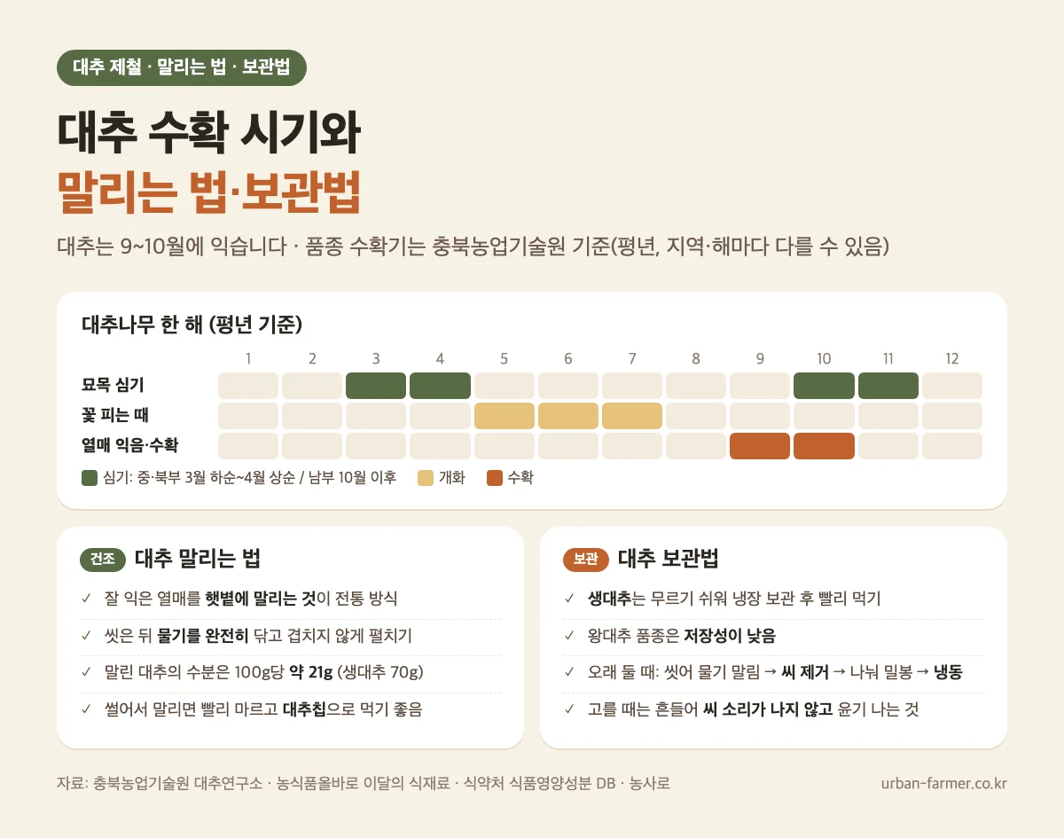 대추 수확 시기 9~10월과 대추 말리는 법·보관법 체크리스트