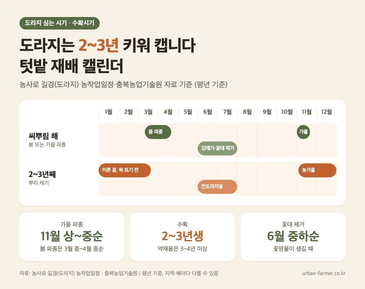 도라지 심는 시기와 수확시기 캘린더 - 봄 3월 중~4월 중, 가을 11월 상~중순 파종, 2~3년생 수확
