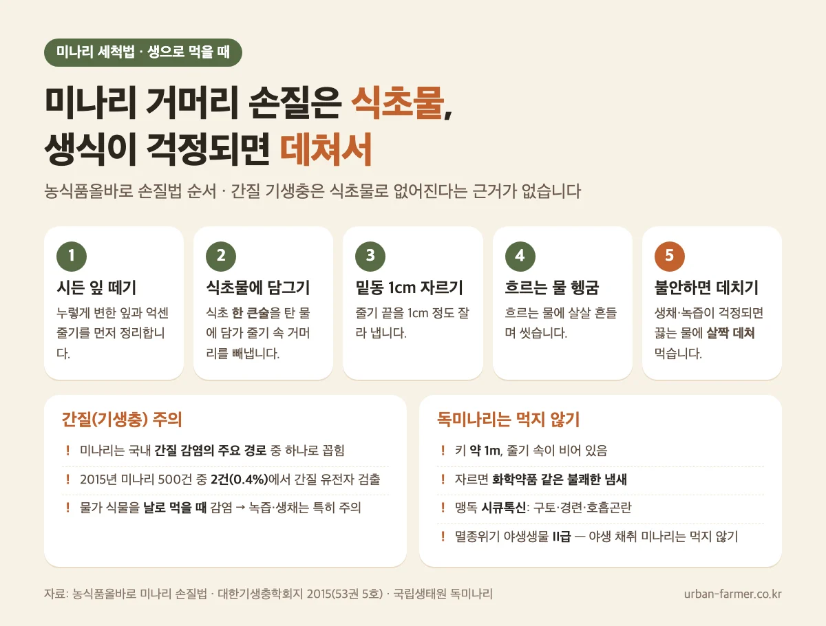 미나리 세척법과 생식 주의 미나리 거머리 세척법 5단계와 생으로 먹을 때 간질 기생충 주의, 독미나리 구별법