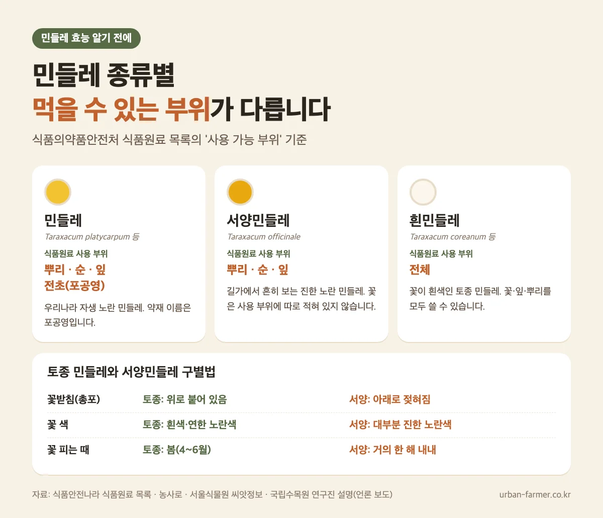 민들레 종류별 먹을 수 있는 부위 민들레 효능 알기 전 민들레·서양민들레·흰민들레 식품원료 사용 부위와 토종 민들레 구별법