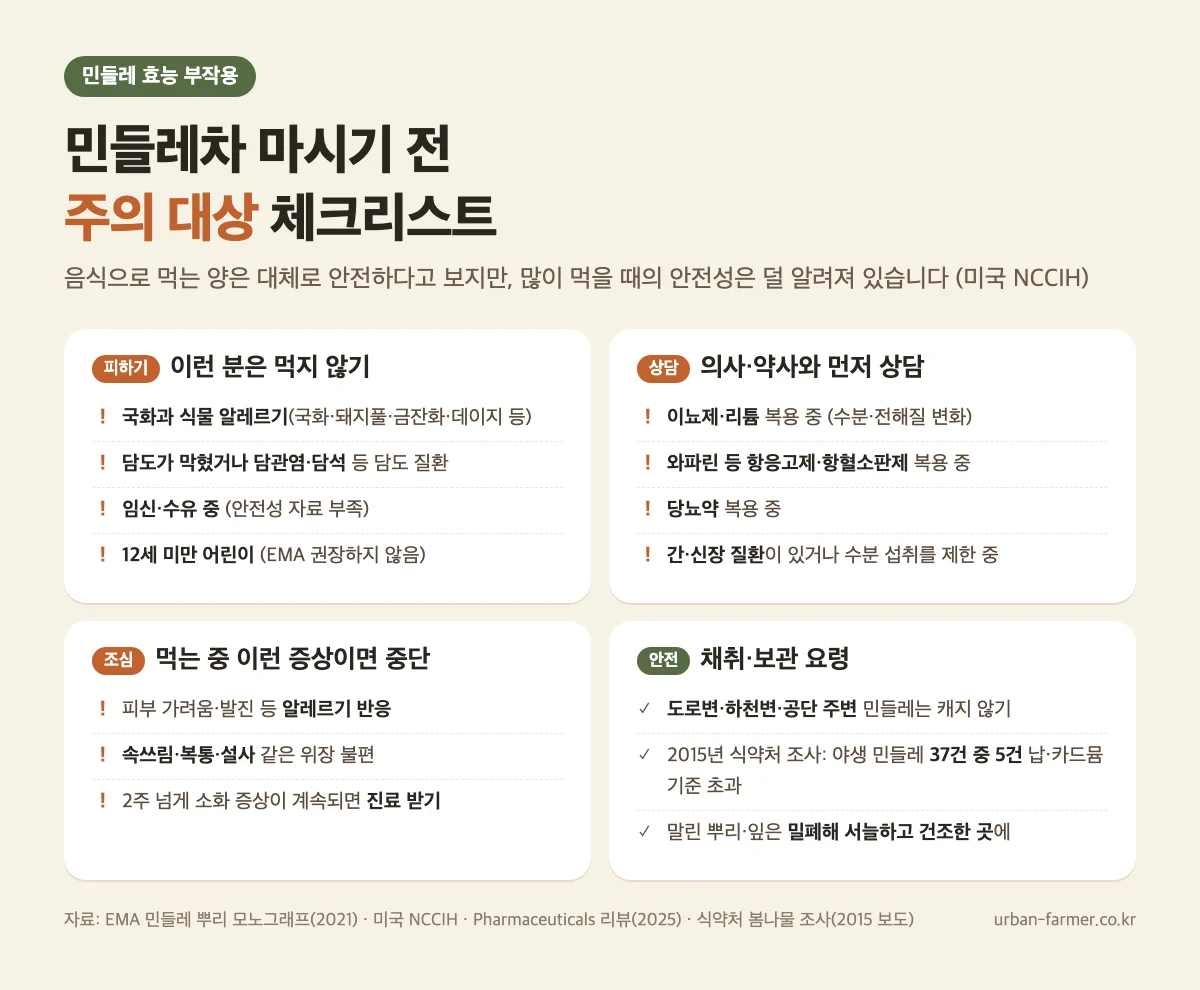 민들레차 주의 대상 체크리스트 민들레 효능 부작용과 주의 대상 체크리스트 - 국화과 알레르기, 담도 질환, 이뇨제·항응고제 복용