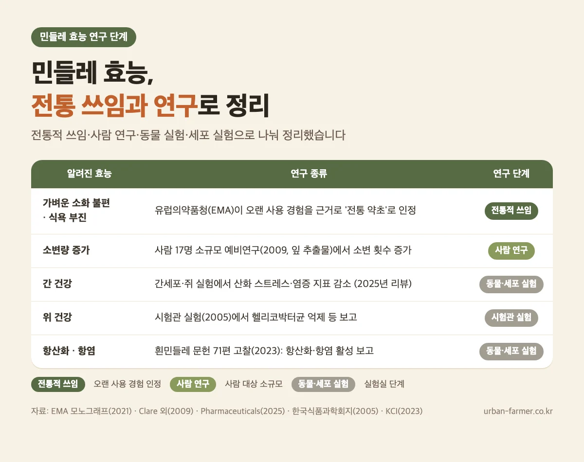 민들레 효능 근거 수준 민들레 효능 연구 단계 - 소화 불편 전통적 쓰임, 소변량 사람 연구, 간 건강 동물·세포 실험
