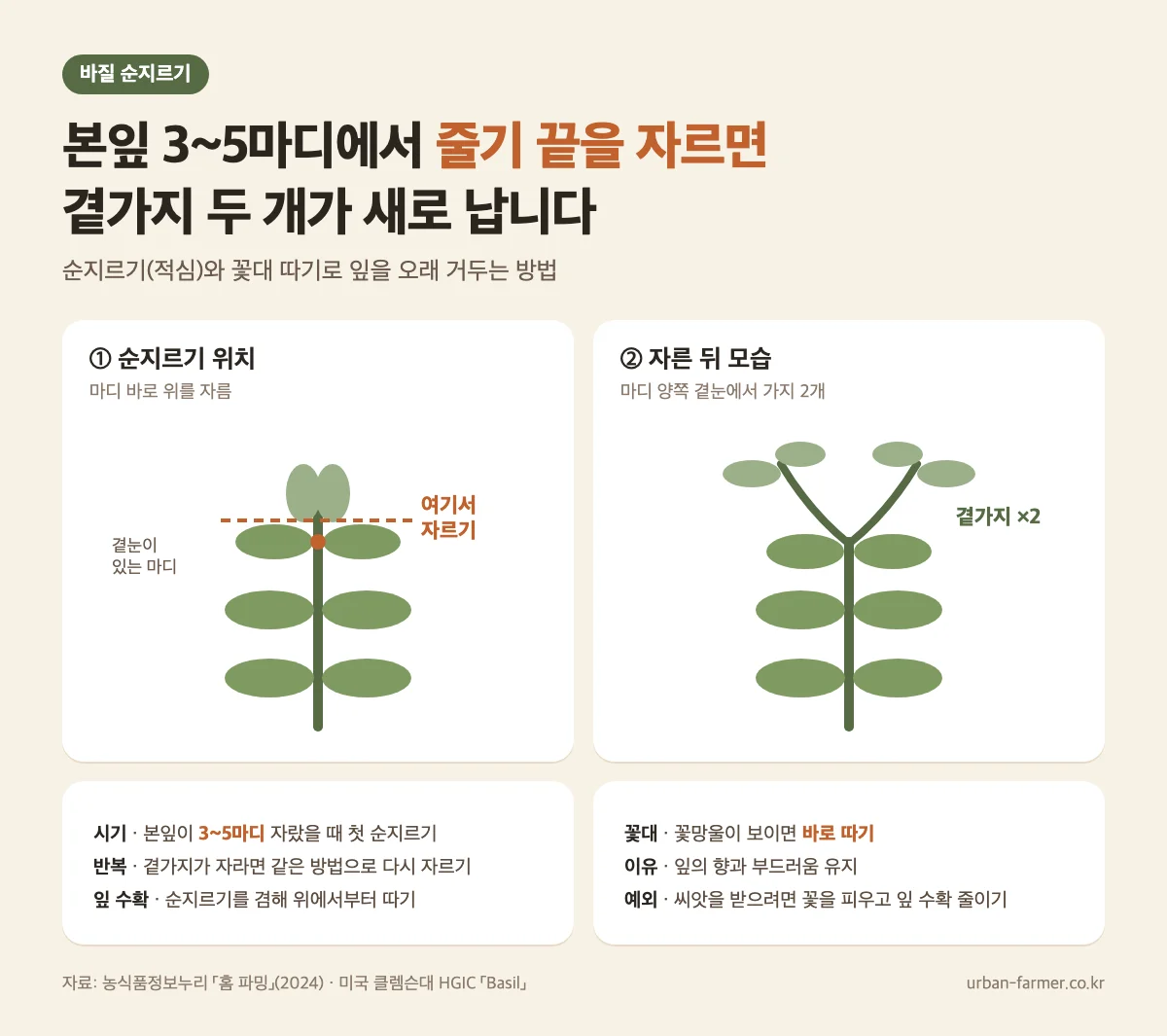 바질 순지르기 위치 - 본잎 3~5마디에서 마디 바로 위를 잘라 곁가지 두 개 내기, 꽃대 따기