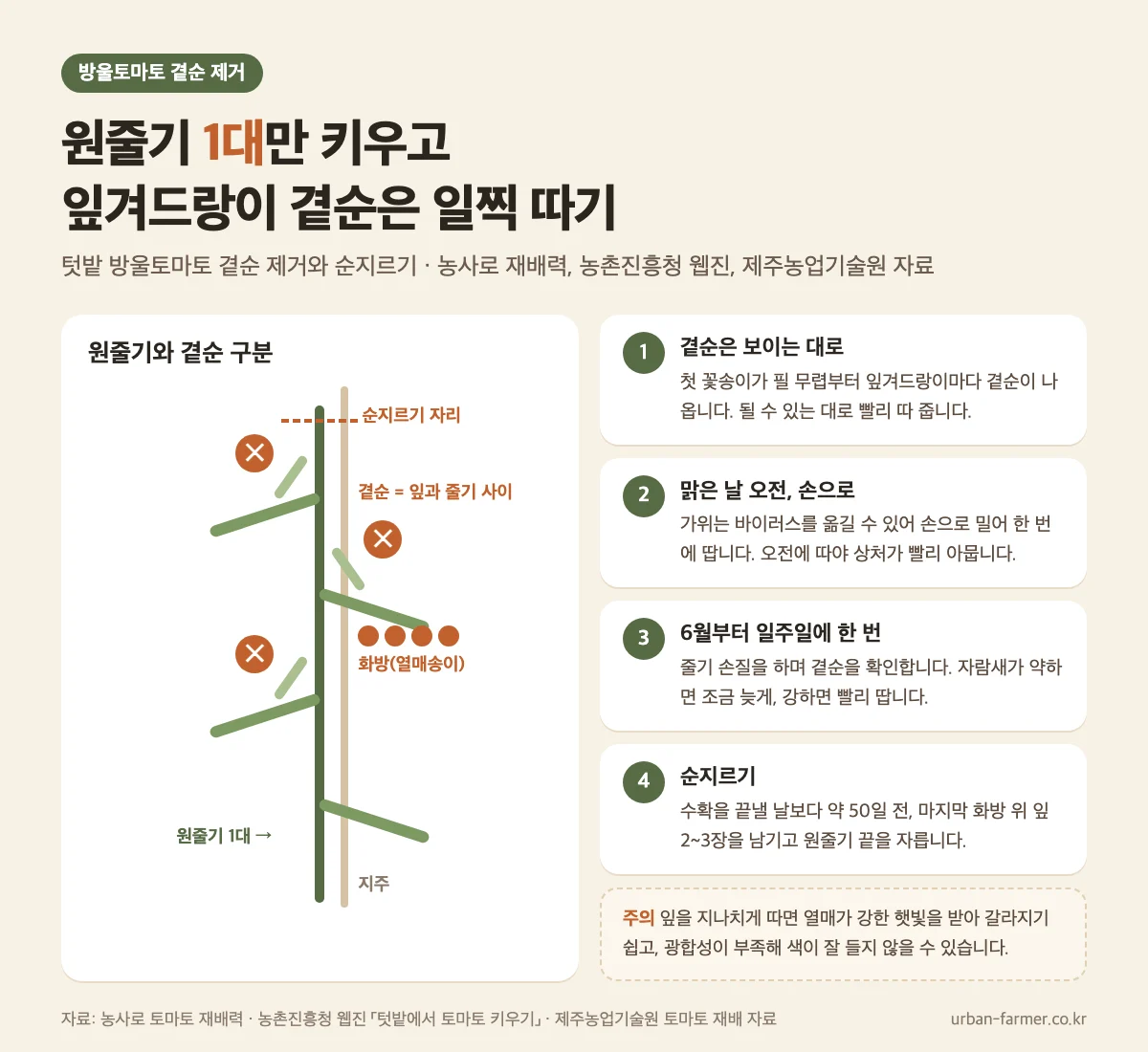 방울토마토 곁순 제거와 순지르기 방울토마토 곁순 제거 방법 - 원줄기 1대, 잎겨드랑이 곁순을 오전에 손으로 따기, 순지르기