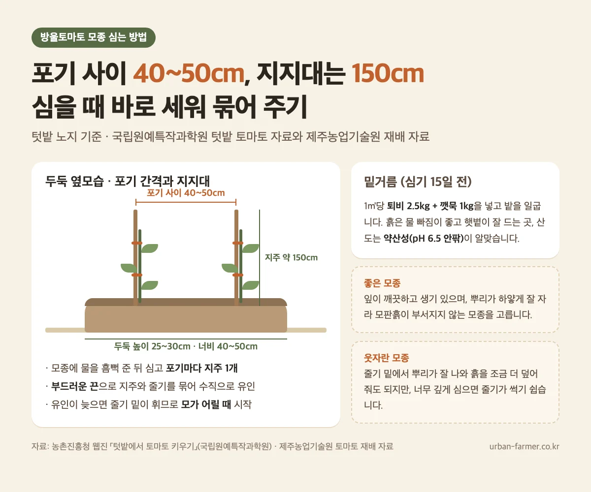 방울토마토 심는 간격과 지지대 방울토마토 모종 심는 방법 - 포기 사이 40~50cm, 지지대 150cm, 두둑 높이 25~30cm