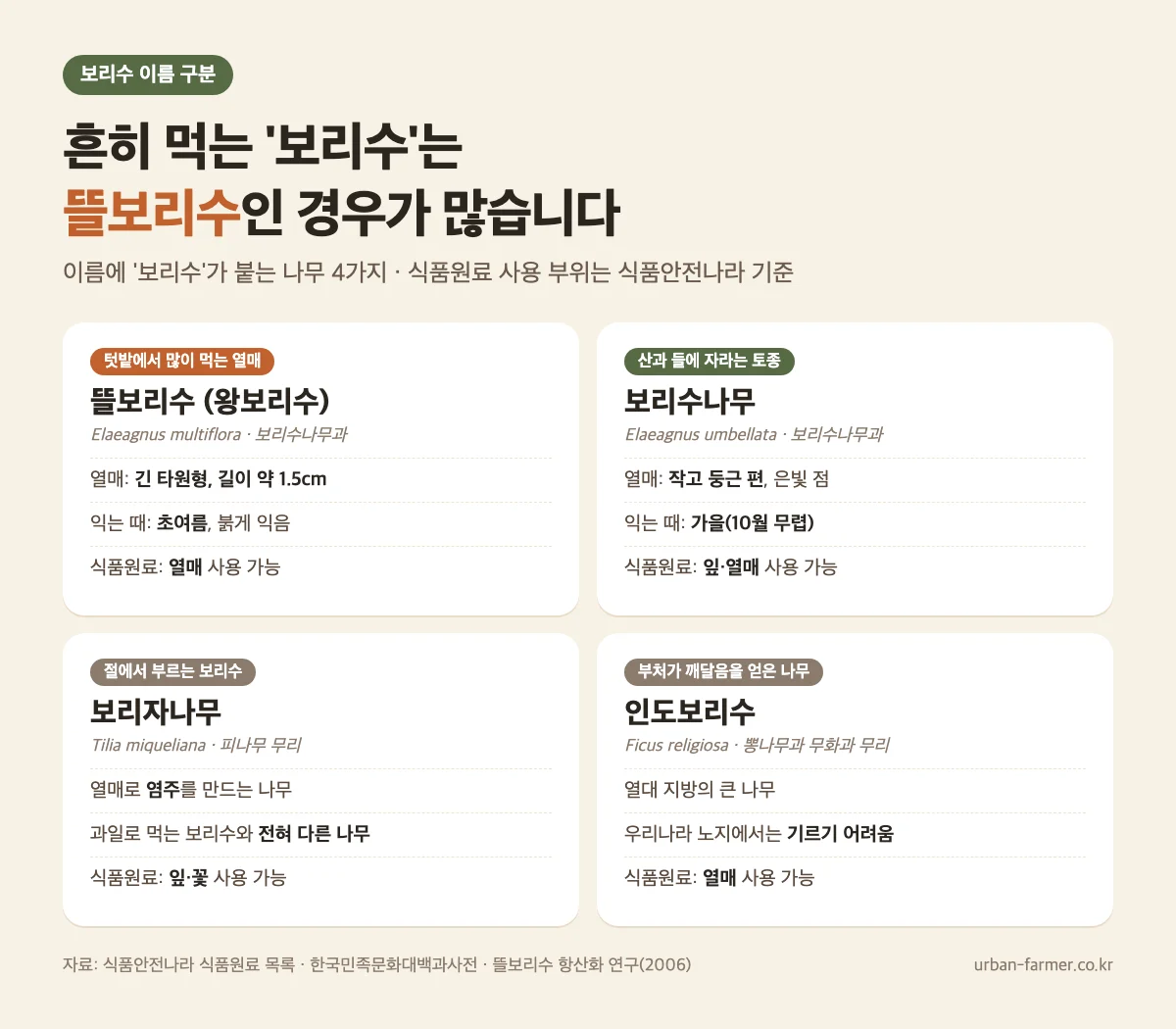 보리수 이름 구분 - 뜰보리수, 보리수나무, 보리자나무, 인도보리수 차이와 식품원료 사용 부위