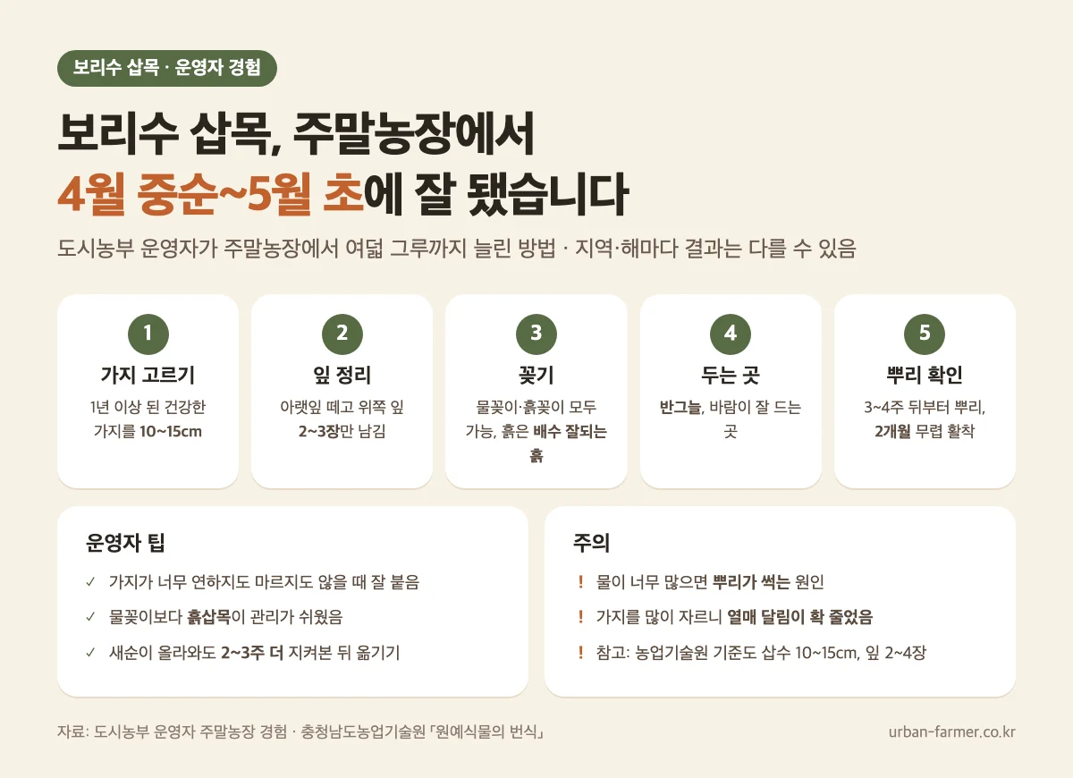 보리수 삽목 시기와 방법 - 4월 중순~5월 초, 가지 10~15cm, 반그늘 관리