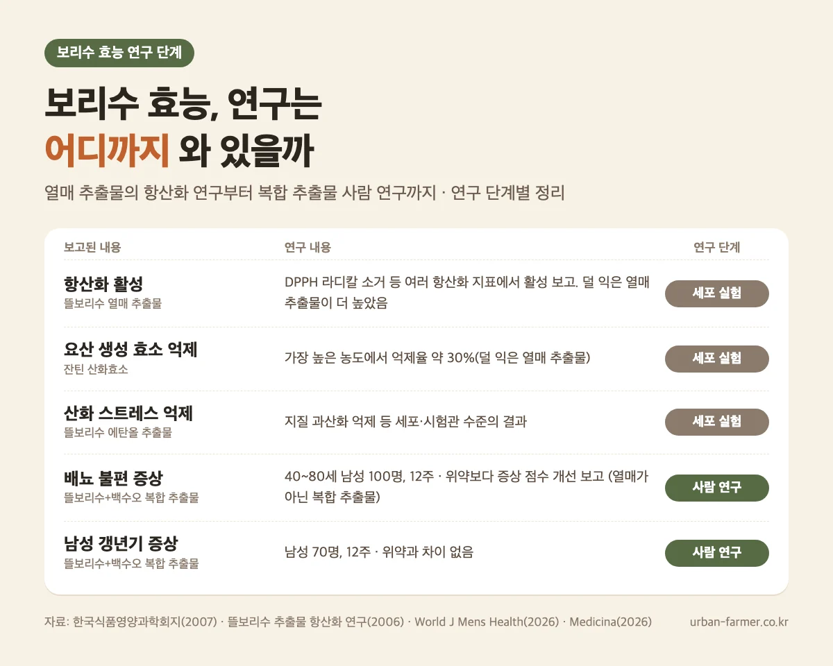 보리수 효능 연구 근거 - 시험관·세포 실험과 사람 대상 복합 추출물 연구 정리