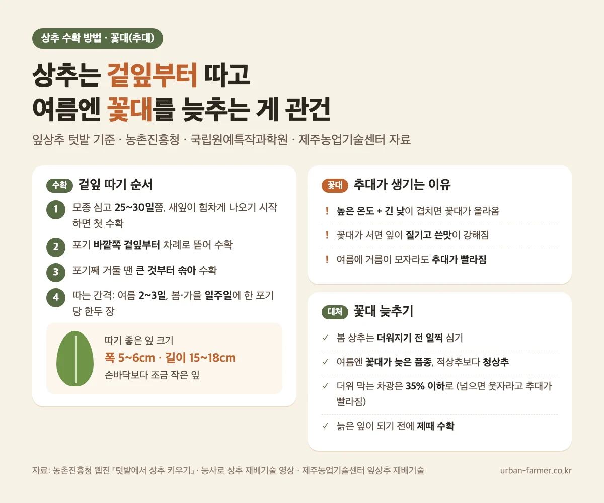 상추 수확 방법 - 겉잎부터 따기, 잎 폭 5~6cm·길이 15~18cm, 꽃대(추대) 늦추는 법