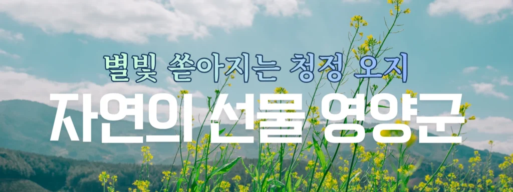 영양군