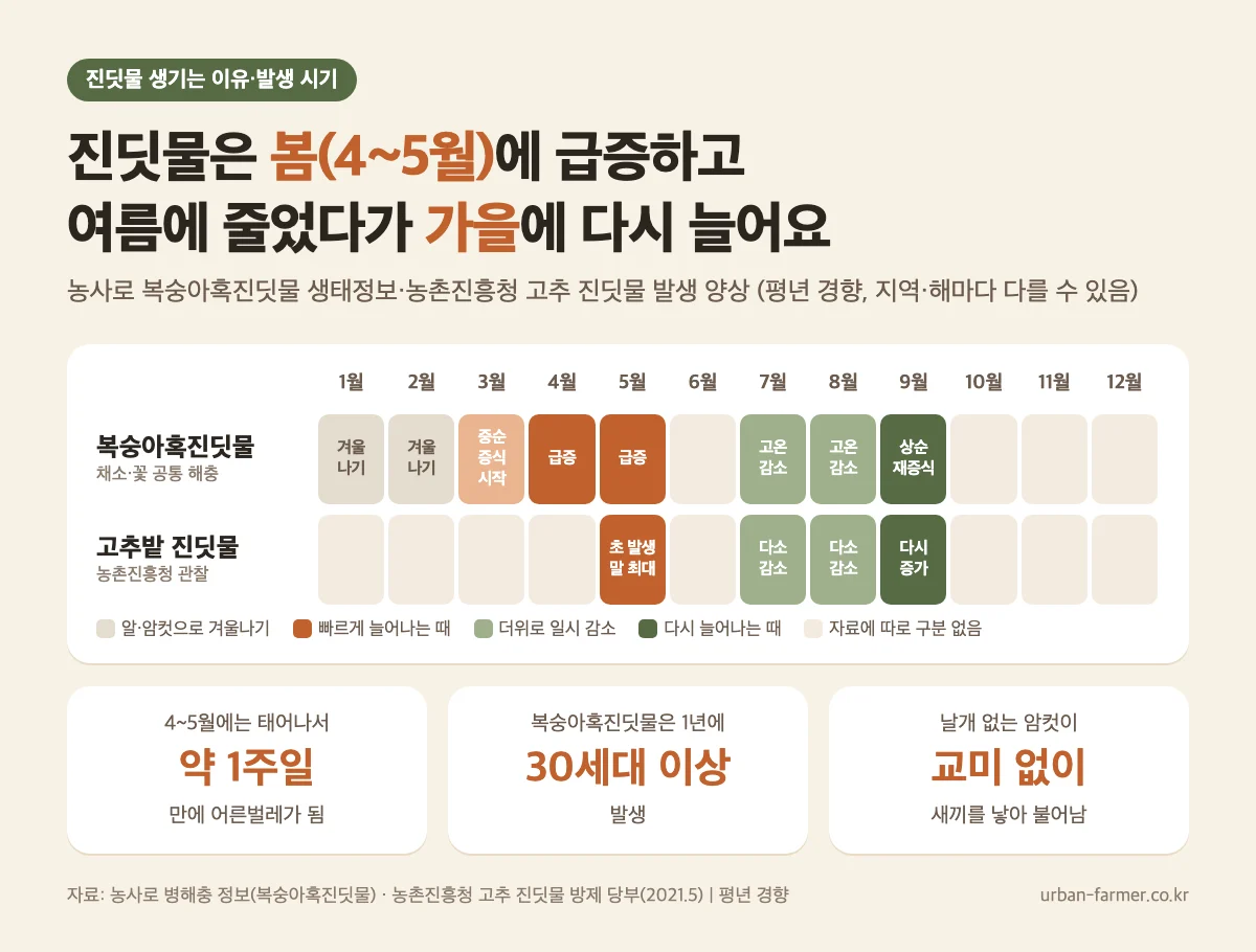 진딧물 발생 시기 진딧물 생기는 이유와 발생 시기 - 4~5월 급증, 7~8월 감소, 9월 재증식(평년 경향)