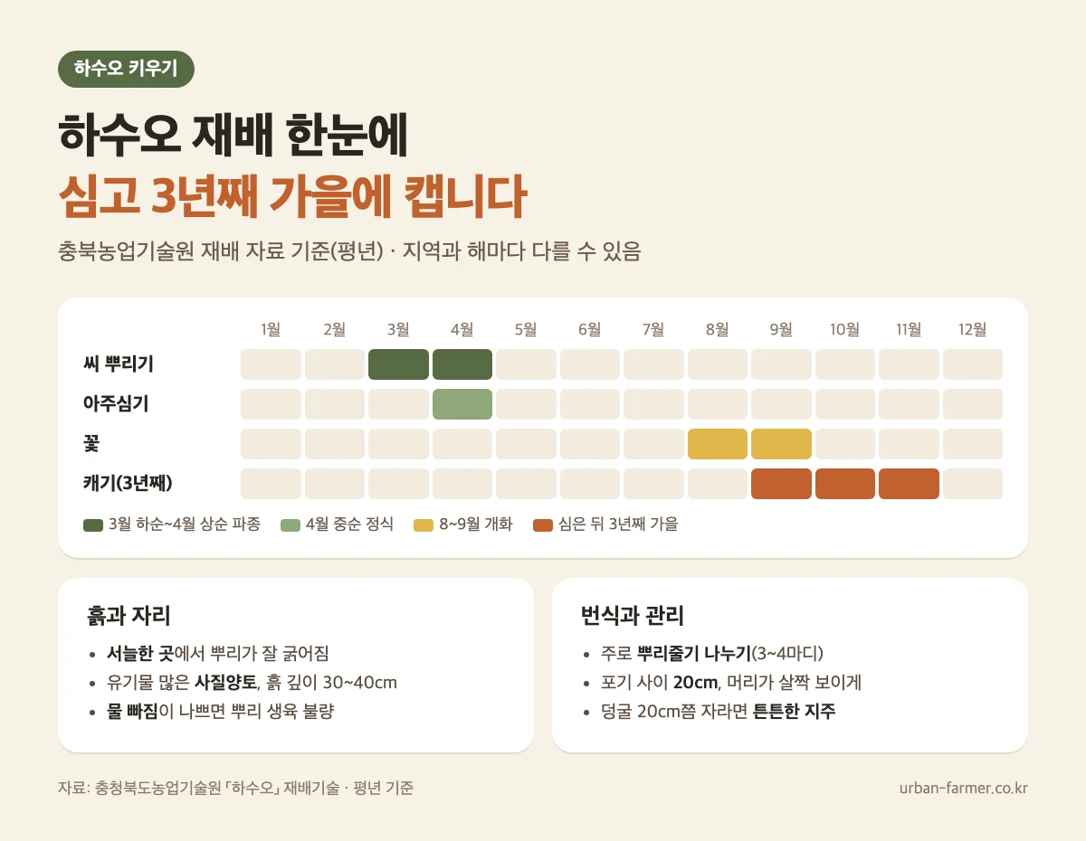 하수오 키우기 재배 캘린더 하수오 키우기 재배 캘린더 - 3월 하순 파종, 4월 중순 정식, 8~9월 개화, 3년째 가을 수확