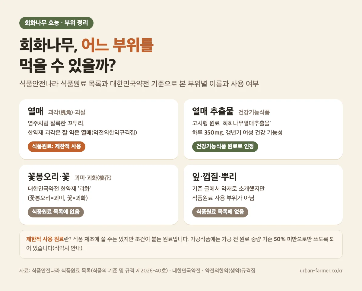 회화나무 효능 부위 정리 - 열매(괴각)는 제한적 사용 식품원료, 꽃봉오리·꽃(괴화)과 잎·껍질·뿌리는 식품원료 목록에 없음