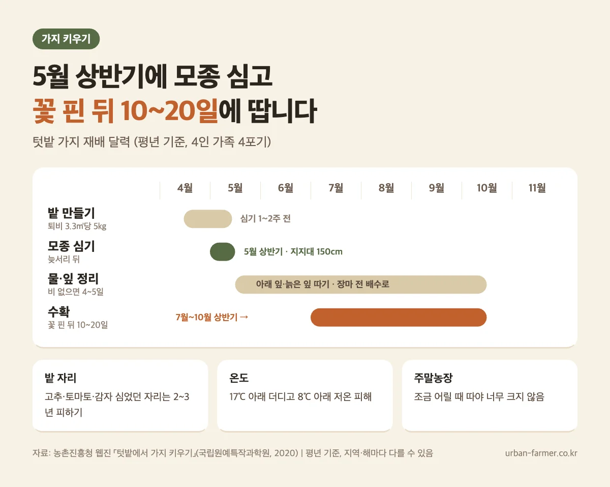텃밭 가지 재배 달력 가지 키우기 달력 - 5월 상반기 모종 심기, 비 없으면 4~5일 물, 꽃 핀 뒤 10~20일 수확(7월~10월 상반기)