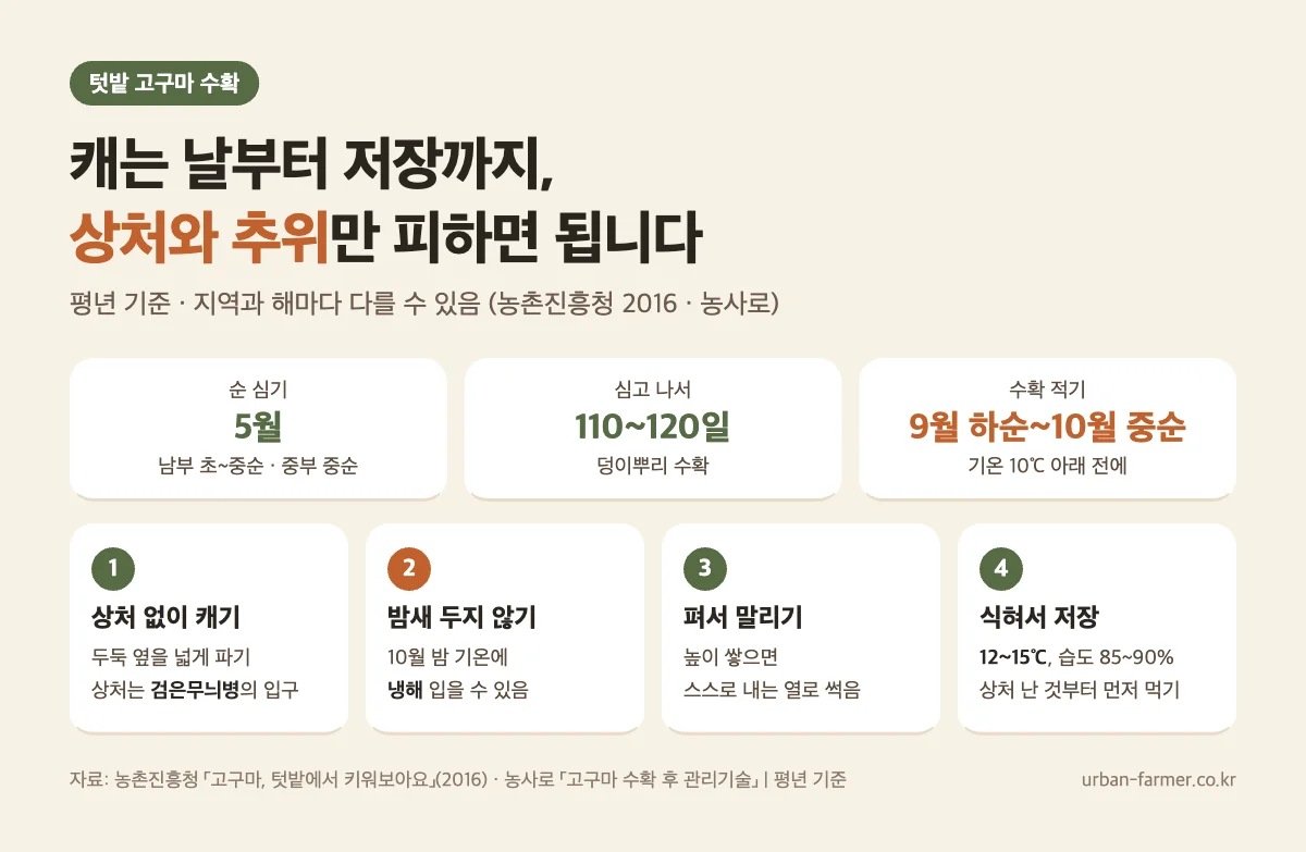 고구마 수확시기 - 5월 순 심고 110~120일, 9월 하순~10월 중순 수확, 상처 없이 캐서 말린 뒤 12~15℃ 저장