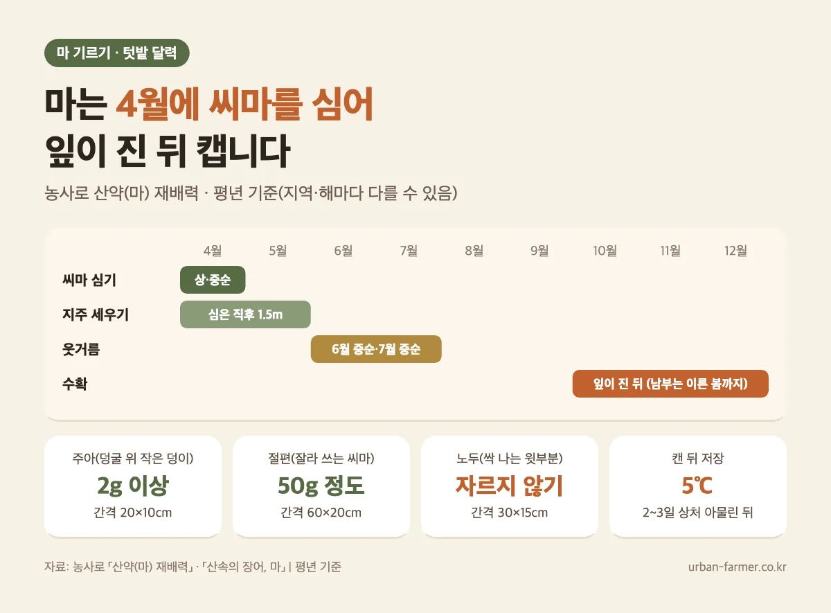 마 키우기 달력 - 4월 씨마 심기, 1.5m 지주, 6월·7월 웃거름, 잎이 진 뒤 수확, 5℃ 저장