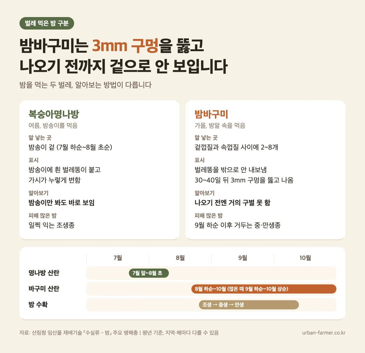벌레 먹은 밤 구분 - 복숭아명나방은 밤송이에 흰 벌레똥, 밤바구미는 3mm 구멍을 뚫고 나오기 전까지 겉으로 구별 어려움