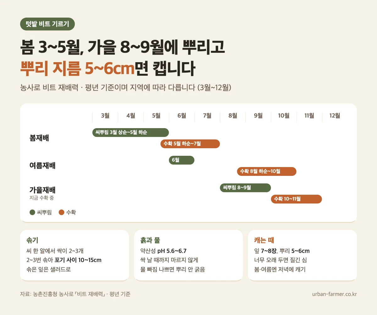 비트 심는시기와 수확 - 봄 3~5월 가을 8~9월 씨뿌림, 포기 사이 10~15cm 솎기, 뿌리 지름 5~6cm 수확