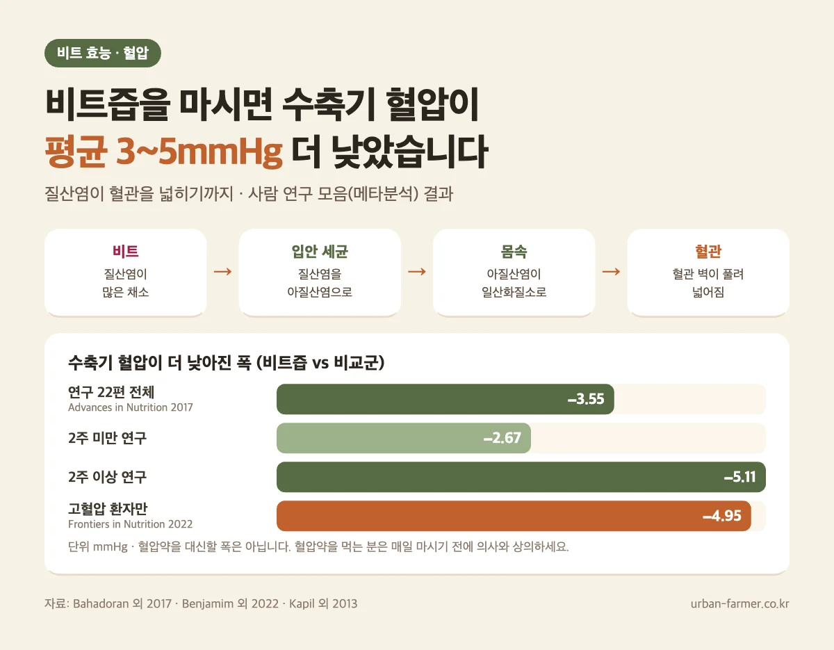 비트 효능 혈압 - 비트즙 연구 22편 메타분석 수축기 혈압 평균 3.55mmHg 감소, 2주 이상 5.11mmHg, 질산염이 일산화질소가 되어 혈관을 넓히는 과정