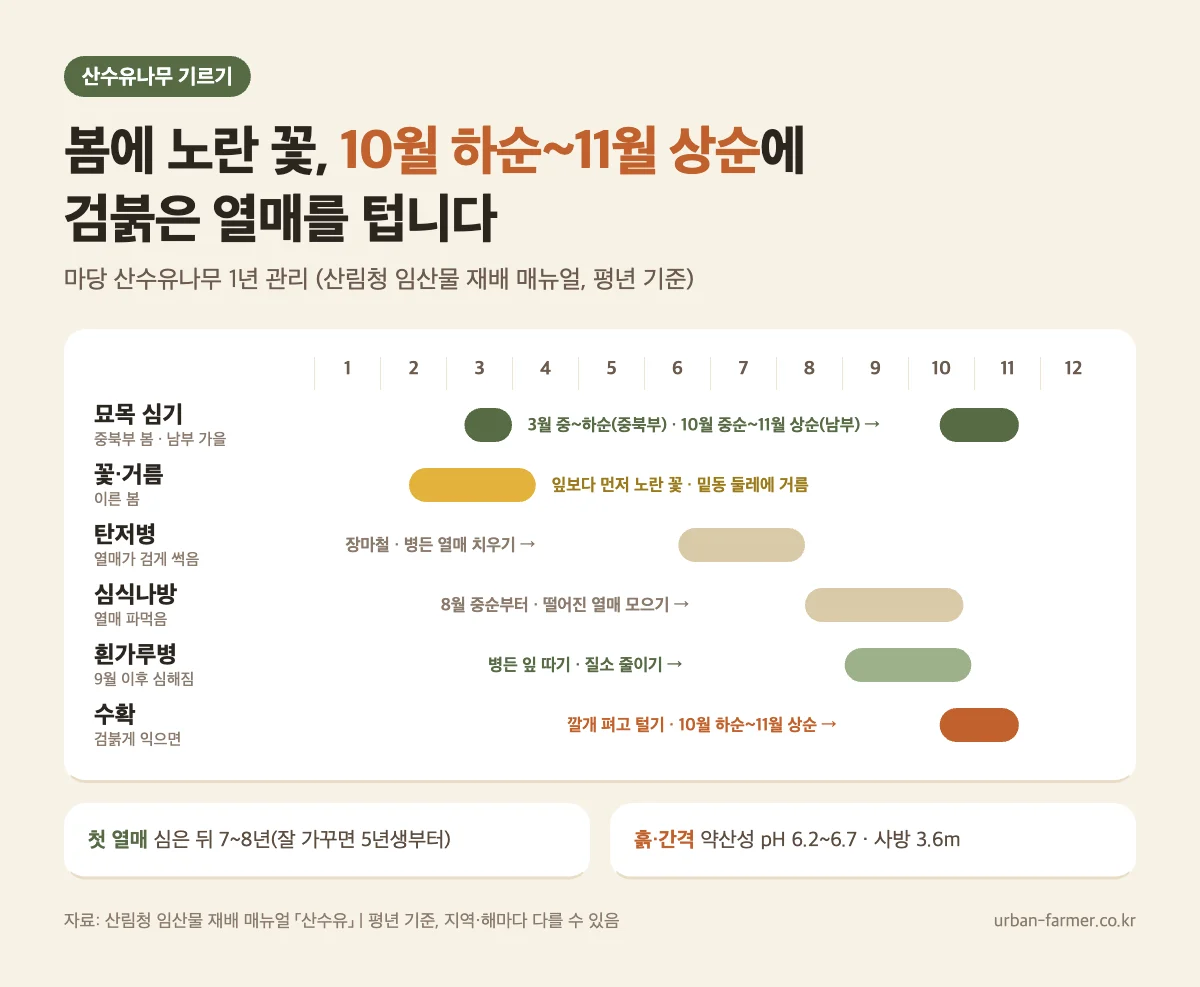 산수유나무 기르기 관리 달력 - 심는 때, 탄저병·심식나방·흰가루병 시기, 수확 10월 하순~11월 상순