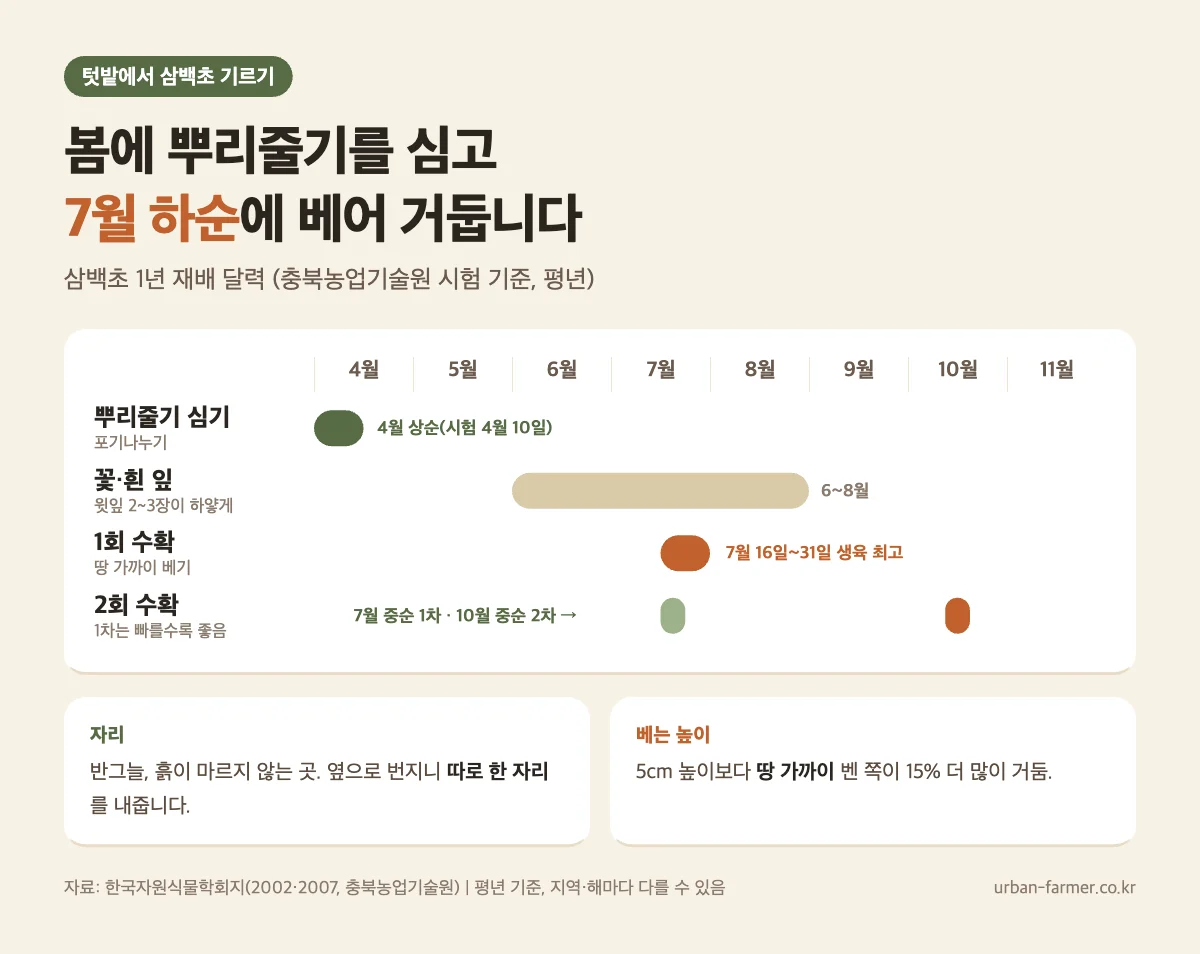 삼백초 키우기 재배 달력 - 4월 뿌리줄기 포기나누기, 6~8월 꽃, 7월 하순 수확 또는 7월 중순·10월 중순 2회 수확