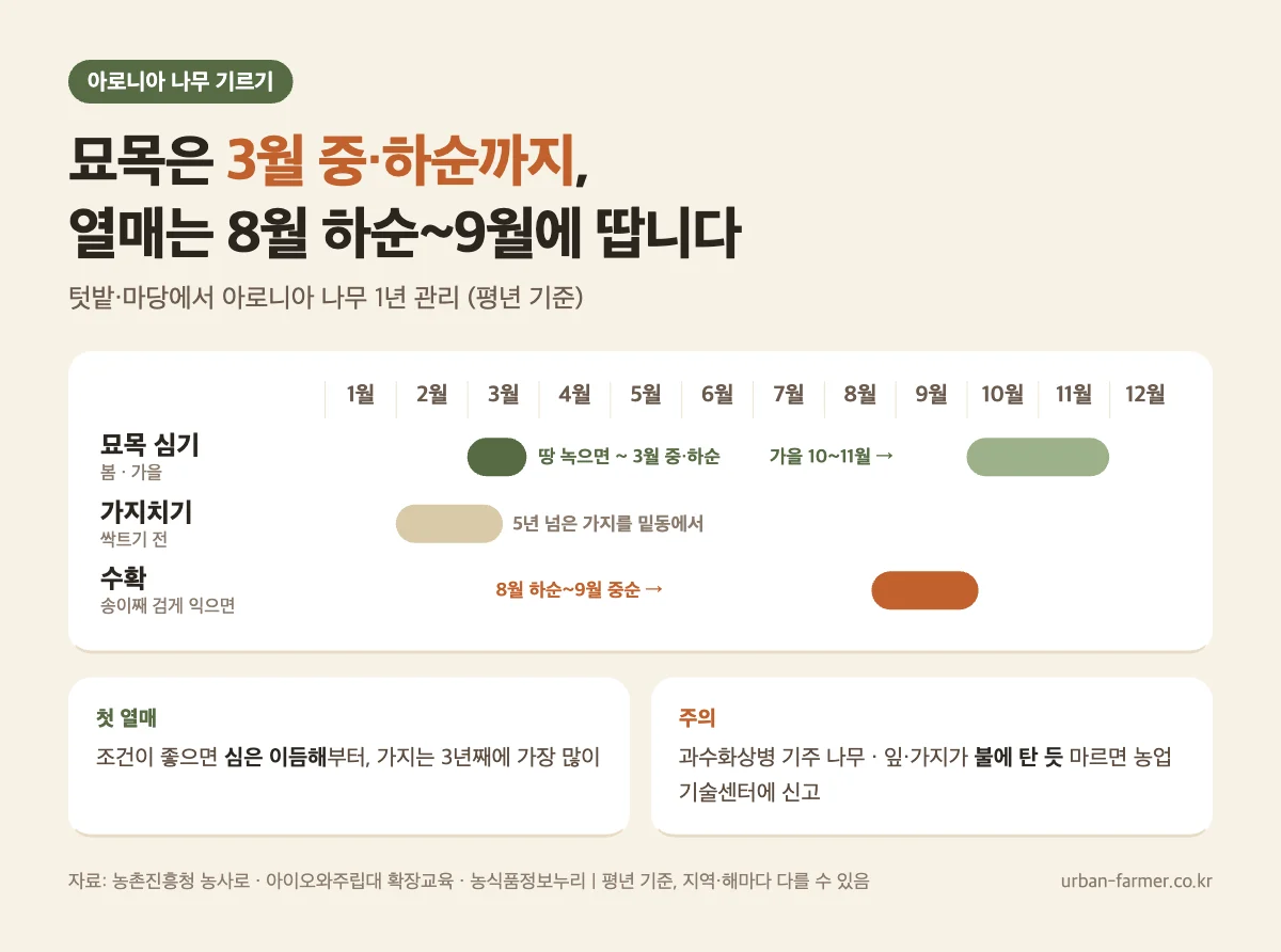 아로니아 나무 심는 시기와 수확 아로니아 나무 기르기 - 묘목 3월 중·하순까지 또는 10~11월 심기, 수확 8월 하순~9월 중순, 가지치기