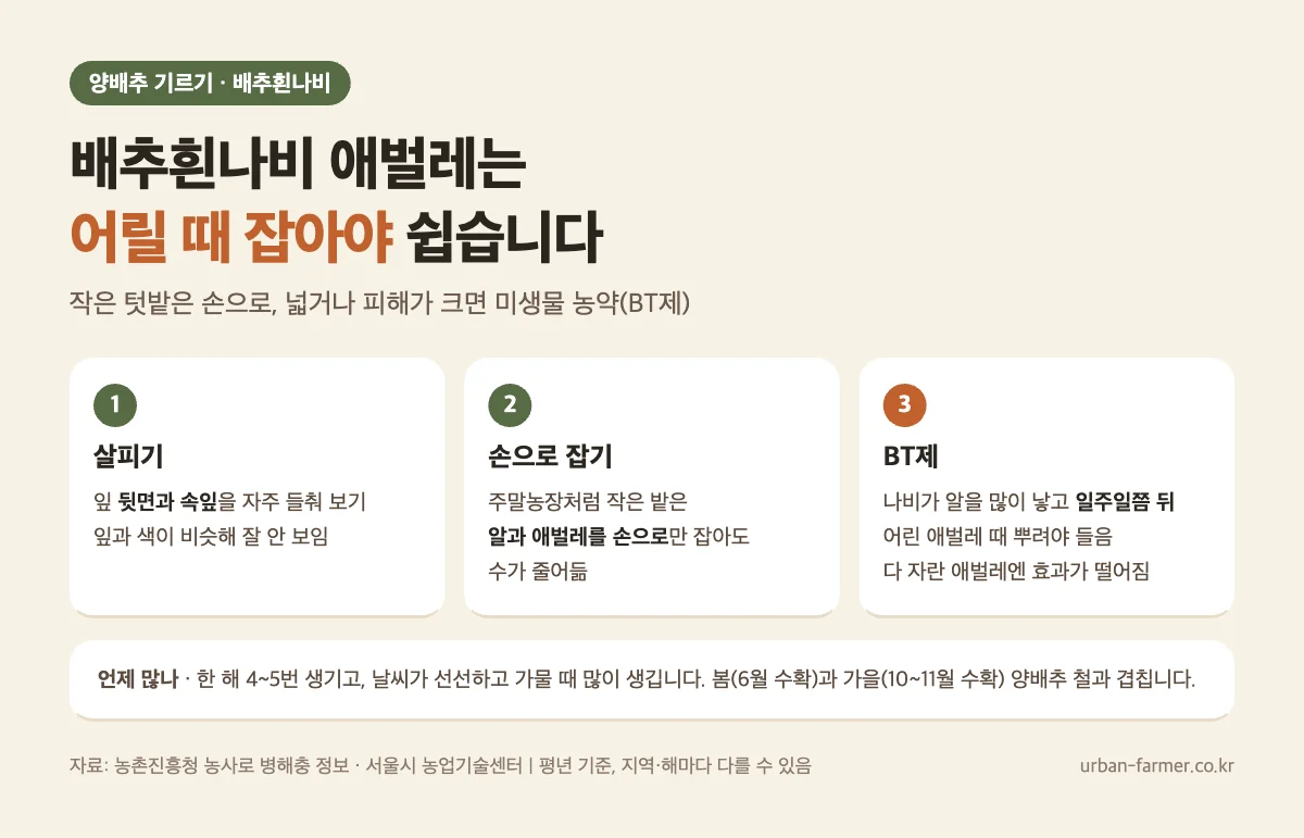 양배추 기르기 배추흰나비 애벌레 대처 - 잎 뒷면 살피기, 손으로 잡기, 어린 애벌레 때 BT제