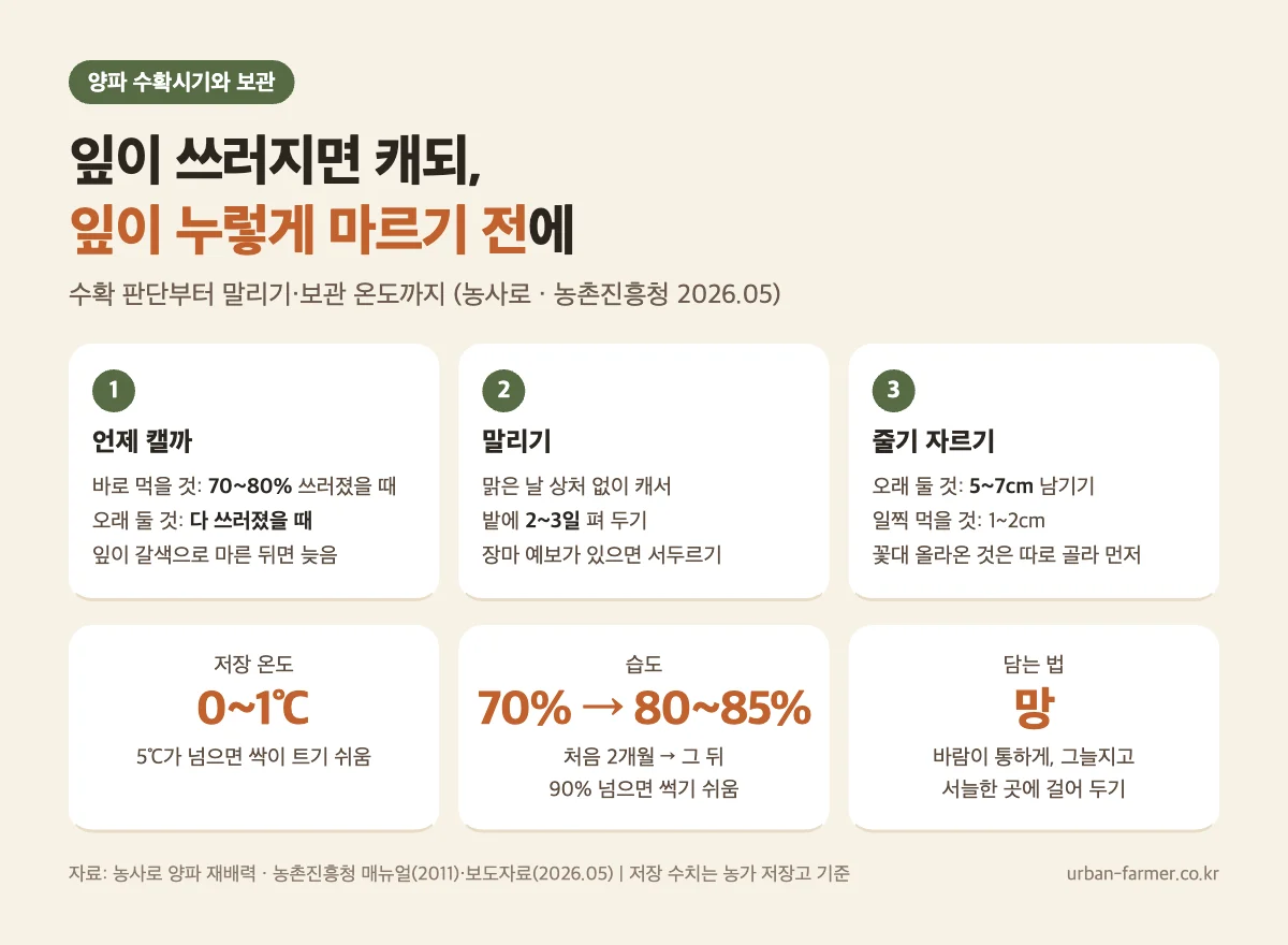 양파 수확시기와 보관 - 잎이 70~80% 쓰러지면 수확, 2~3일 말리기, 저장 0~1℃·습도 70~85%, 망에 담아 보관