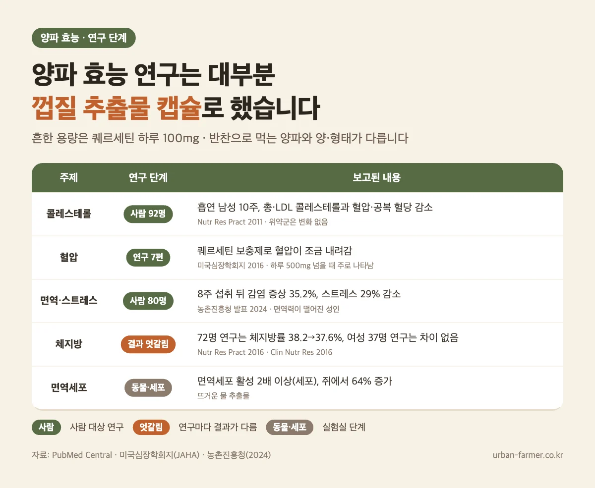 양파 효능 연구 근거 수준 - 콜레스테롤·면역은 사람 연구, 체지방은 결과 엇갈림, 대부분 양파 껍질 추출물 캡슐