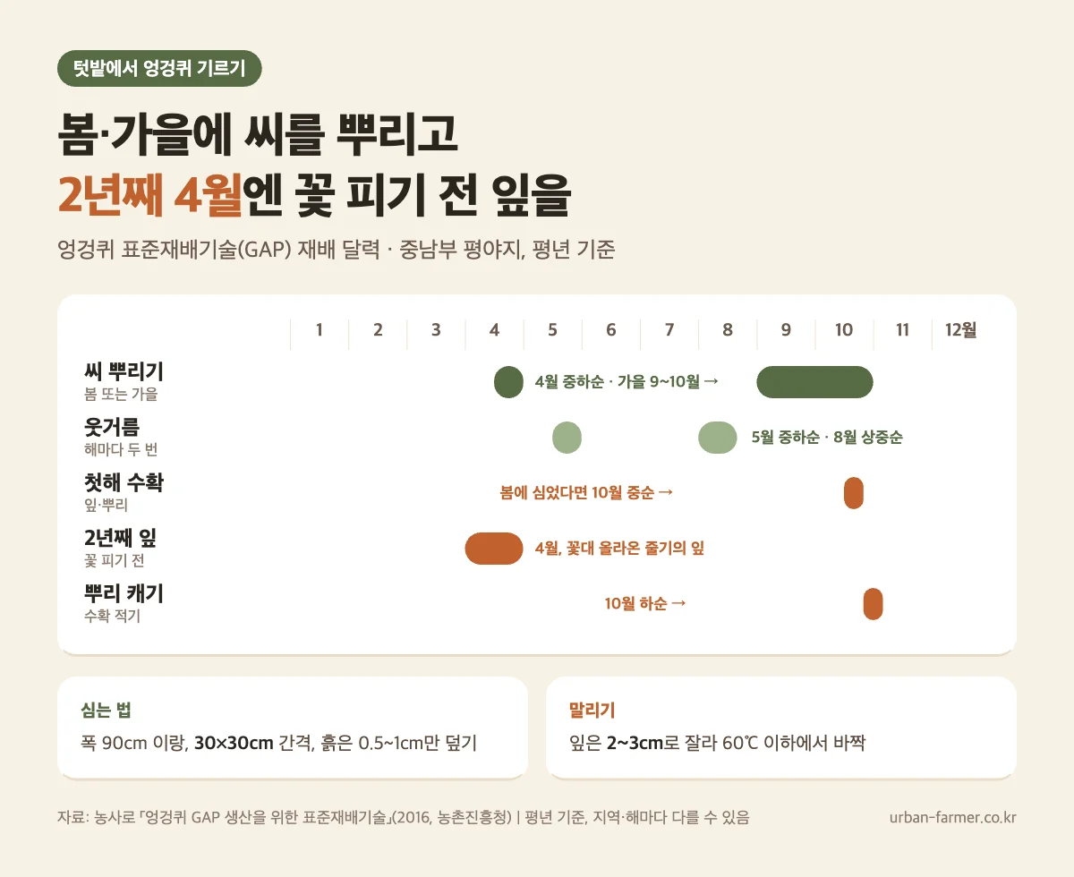 엉겅퀴 키우기 재배 달력 - 4월 중하순·9~10월 씨 뿌리기, 2년째 4월 꽃 피기 전 잎 수확, 뿌리는 10월 하순