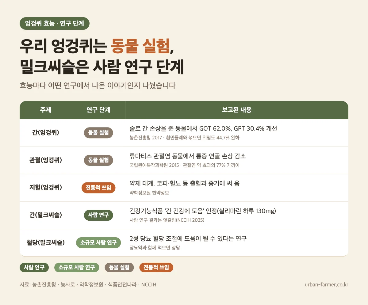 엉겅퀴 효능 연구 단계 - 간·관절은 동물 실험, 지혈은 전통적 쓰임, 밀크씨슬 간 건강은 건강기능식품 인정·사람 연구