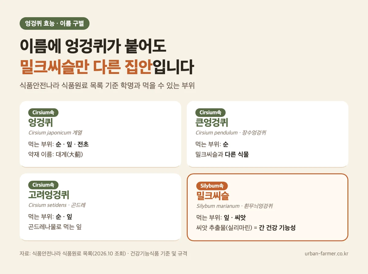 엉겅퀴 효능 이름 구별 - 엉겅퀴·큰엉겅퀴·고려엉겅퀴(곤드레)는 Cirsium속, 밀크씨슬은 Silybum속으로 다른 식물, 식품원료 먹는 부위 비교