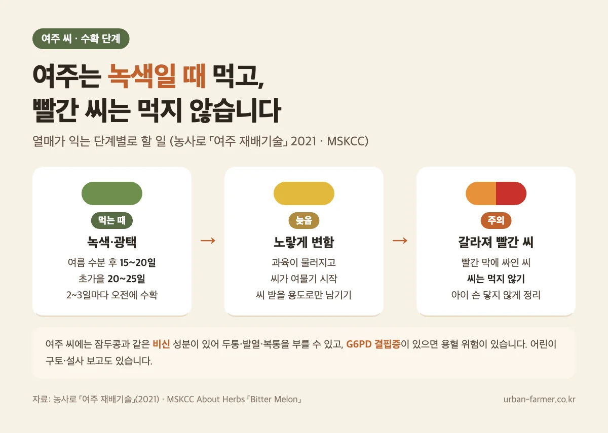 여주 수확 단계와 빨간 씨 주의 여주 씨 먹어도 되나 - 녹색일 때 수분 후 15~20일 수확, 노랗게 익으면 늦음, 빨간 씨는 비신 성분으로 먹지 않기