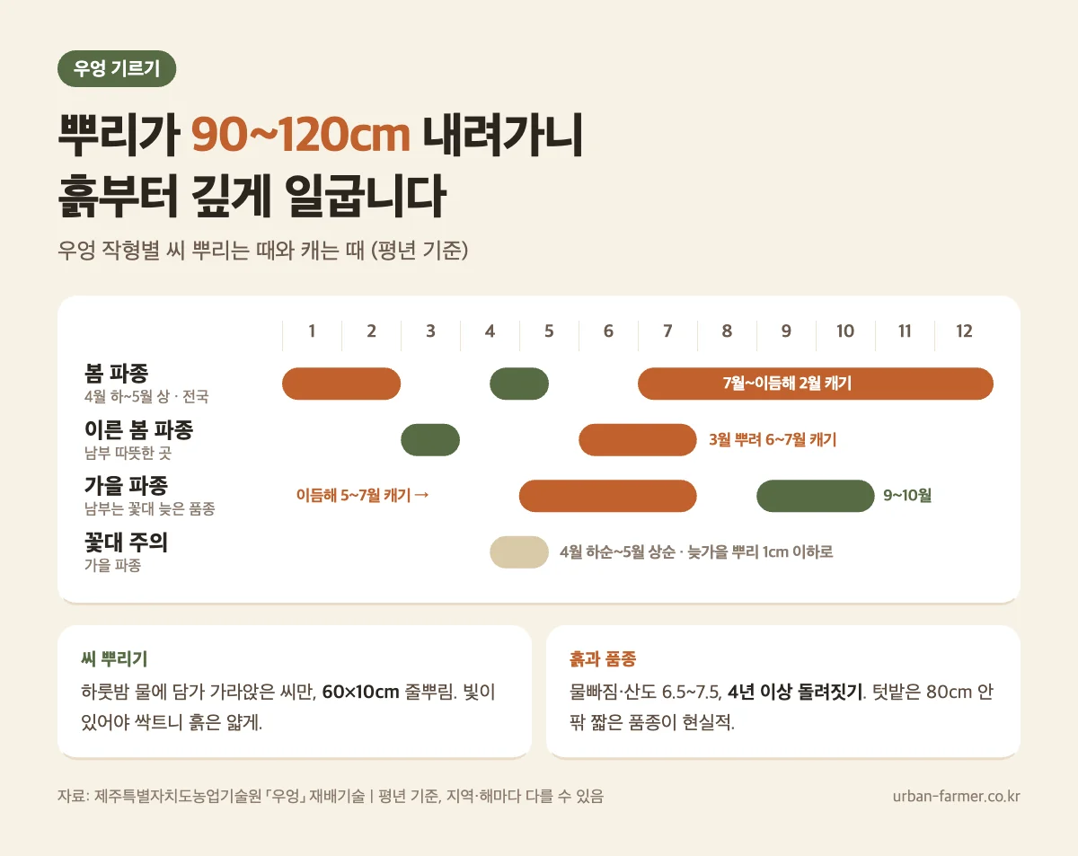 우엉 기르기 달력 우엉 기르기 작형별 파종 시기와 수확 시기 - 봄 4월 하순~5월 상순 파종, 뿌리 90~120cm 흙 깊이