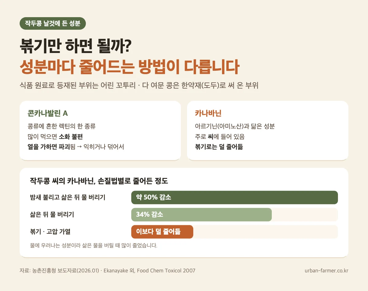 작두콩 날것 성분과 손질법 작두콩차 효능과 부작용 - 날 작두콩의 콘카나발린 A는 열에 파괴, 카나바닌은 불려 삶고 물 버리면 약 50% 감소, 볶기는 덜 줄어듦